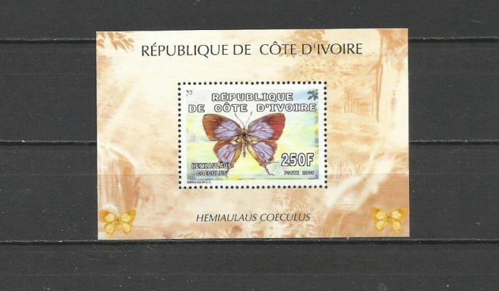 COASTA DE FILDES 2005 FAUNA INSECTE FLUTURI