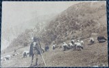 Carte postala, Pastor in Romania, perioada interbelica