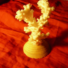 Ramura de Coral alb pe suport scoica , H= 9cm ,l=6,5cm