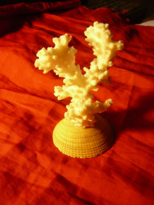 Ramura de Coral alb pe suport scoica , H= 9cm ,l=6,5cm foto