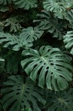 Tablou Canvas, "Frumusețea frunzelor tropicale &icirc;n umbră", Frunze, Verzi, Monstera, Tropical, Natură, Vegetație, Textură, Luxuriant, Exotic, Vibrant, L