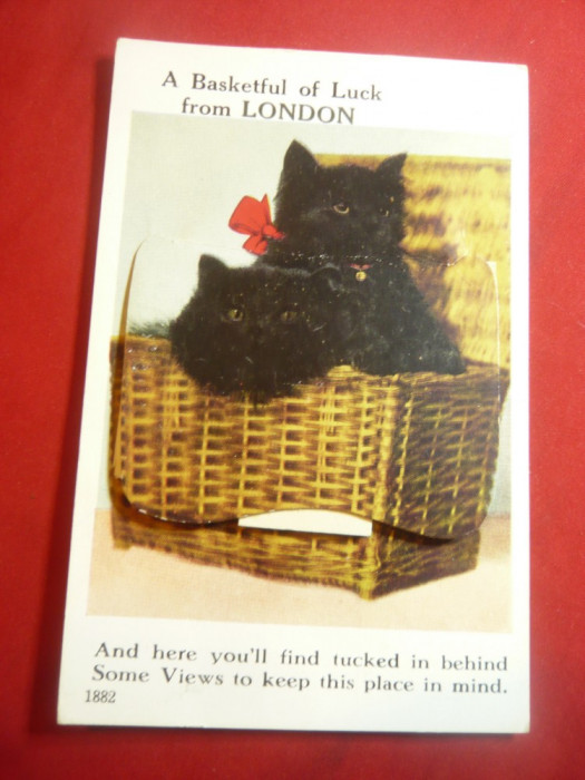 Ilustrata - Pisicute in cos cu 12 fotografii Londra