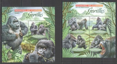 UGANDA 2012 FAUNA MAIMUTE GORILE foto