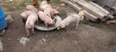 Vand purcei de carne, de 8 ?i 6 saptamani. foto