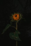 Tablou Canvas, "Floarea soarelui &icirc;n &icirc;ntuneric profund", Floare, Mister, &Icirc;ntuneric, Eleganță, Frumusețe, Solitudine, Contrast, Dramatic, Natură, 26 x 3