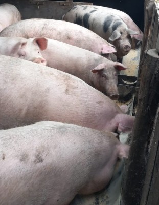 Vand porci 110 -170 kg foto