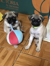 Fetita pug cauta om foto