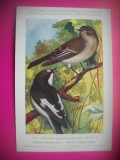 HOPCT 6256 FICEDULA HYPOLEUCA HYPOLEUCA -PASARI-FAUNA EUROPA-CP CHROMO LITHO -MUZEUL REGAL STIINTE NATURALE BELGIA-NECIRCULATA, Printata