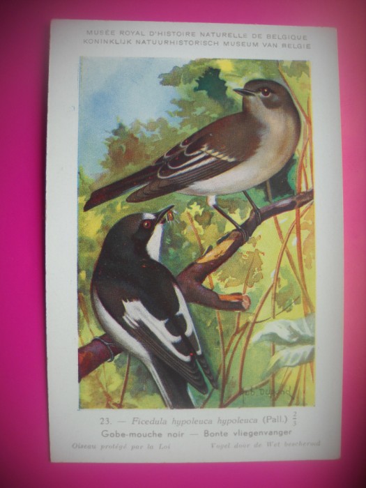 HOPCT 6256 FICEDULA HYPOLEUCA HYPOLEUCA -PASARI-FAUNA EUROPA-CP CHROMO LITHO -MUZEUL REGAL STIINTE NATURALE BELGIA-NECIRCULATA