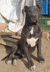 Pui Amstaff ( det.in anunt ) foto