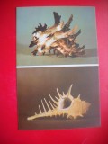 HOPCT 25131 MELCI MARINI- HEXAPLEX CICHOREUS / MUREX TRIBULUS -[ OCEANUL INDIAN] -FAUNA - ROMANIA - NECIRCULATA