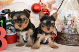 Yorkshire terrier toy