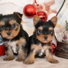 Yorkshire terrier toy