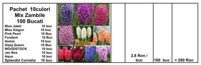 BULBI DE ZAMBILE Mix 100 Bucati 10 culori