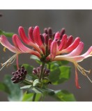 Planta Lonicera x heckrottii Goldflame P9, ghiveci 9cm, Oem