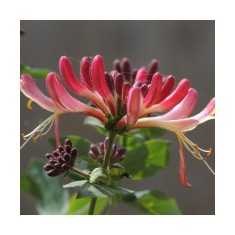 Planta Lonicera x heckrottii Goldflame P9, ghiveci 9cm