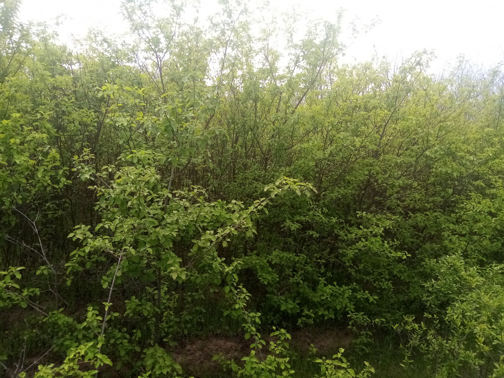 Salcam mic pentru terenuri degradate, perdele forestiere sau gard viu,  Plant | Okazii.ro