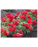 Trandafir pitic, Rosa Fairy Dance &#039;Harward&#039; C2