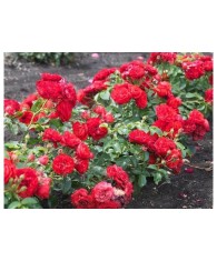 Trandafir pitic, Rosa Fairy Dance &#039;Harward&#039; C2
