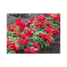 Trandafir pitic, Rosa Fairy Dance &#039;Harward&#039; C2