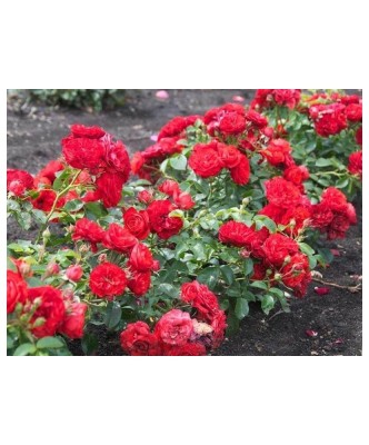 Trandafir pitic, Rosa Fairy Dance &amp;#039;Harward&amp;#039; C2 foto