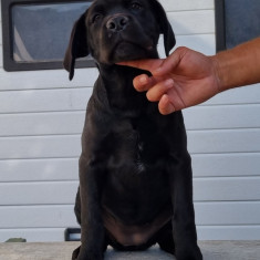 Cane Corso cu PEDIGREE, totul legal/conform.