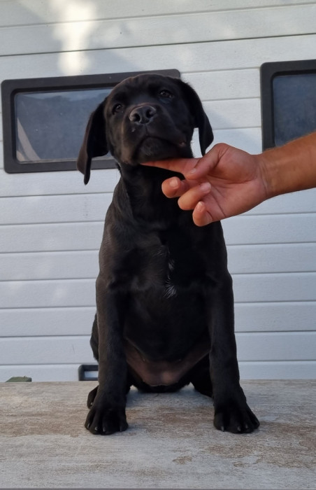 Cane Corso cu PEDIGREE, totul legal/conform.