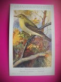 HOPCT 6280 HIPPOLAIS ICTERINA -PASARI-FAUNA EUROPA-CP CHROMO LITHO -MUZEUL REGAL STIINTE NATURALE BELGIA-NECIRCULATA, Printata