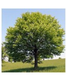 Jugastru 50-80 cm (Acer campestre ), radacina libera, Oem