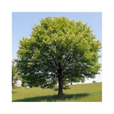 Jugastru 50-80 cm (Acer campestre ), radacina libera