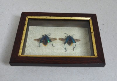 &amp;quot;Sagra longicollis&amp;quot; crisomelide din Thailanda foto