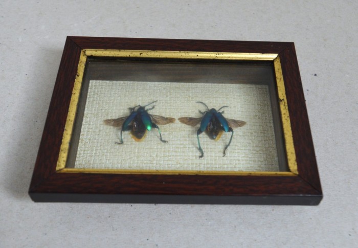 "Sagra longicollis" crisomelide din Thailanda