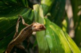 Tablou Canvas, "Agilitatea unui cameleon printre frunze", Șop&acirc;rlă, Verde, Frunze, Lumină, Natură, Contrast, Textură, Camuflaj, Umbră, Sălbăticie, 39 x