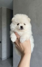 Pomeranian 2 baieti si o fetita disponibili
