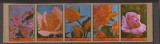 AJMAN 1972 FLORA TRANDAFIRI ( serie ndt.) MNH, Nestampilat