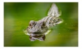 Tablou Canvas, "Crocodilul ager p&acirc;ndind &icirc;n apă", Crocodil, Apă, Reflecție, Verde, Ochi, Prădător, Natură, Tainic, Calm, Observare, 39 x 26 cm, CMCLASS