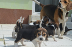 Pui Beagle tricolori. foto