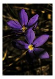 Tablou Canvas, "Strălucirea purpurie din umbră timidă", Flori, Mov, Petale, Lumina, Umbre, Natura, Frumusete, Delicatete, 26 x 39 cm, CMCLASS