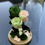 3 Trandafiri Criogenati verde cu multicolor &Oslash;6,5cm 17x28cm