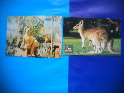 HOPCT LOT NR 431 CANGUR CANGURI -FAUNA -2 CARTI POSTALE-NECIRCULATE foto