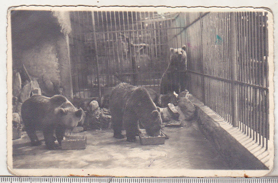 bnk cp Sibiu - Parcul zoologic - ursi - necirculata - Fischer 1941