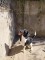 Jack Russell Terrier - 5