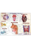 Anatomia omului. Plansa Nr.1