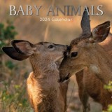 Baby Animals - 2024 Square Wall Calendar