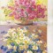 bnk cp Lot 8 felicitari nescrise - Picturi - flori