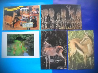 HOPCT LOT NR 461 CERVIDE AFRICANE -FAUNA-5 CARTI POSTALE-NECIRCULATE foto