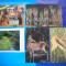 HOPCT LOT NR 461 CERVIDE AFRICANE -FAUNA-5 CARTI POSTALE-NECIRCULATE
