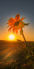 Husa Personalizata SAMSUNG Galaxy S5 Sunflower