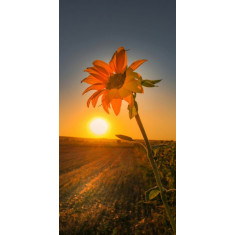 Husa Personalizata SAMSUNG Galaxy A51 Sunflower