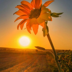 Husa Personalizata ASUS ZenFone 4 Selfie Pro ZD552KL Sunflower